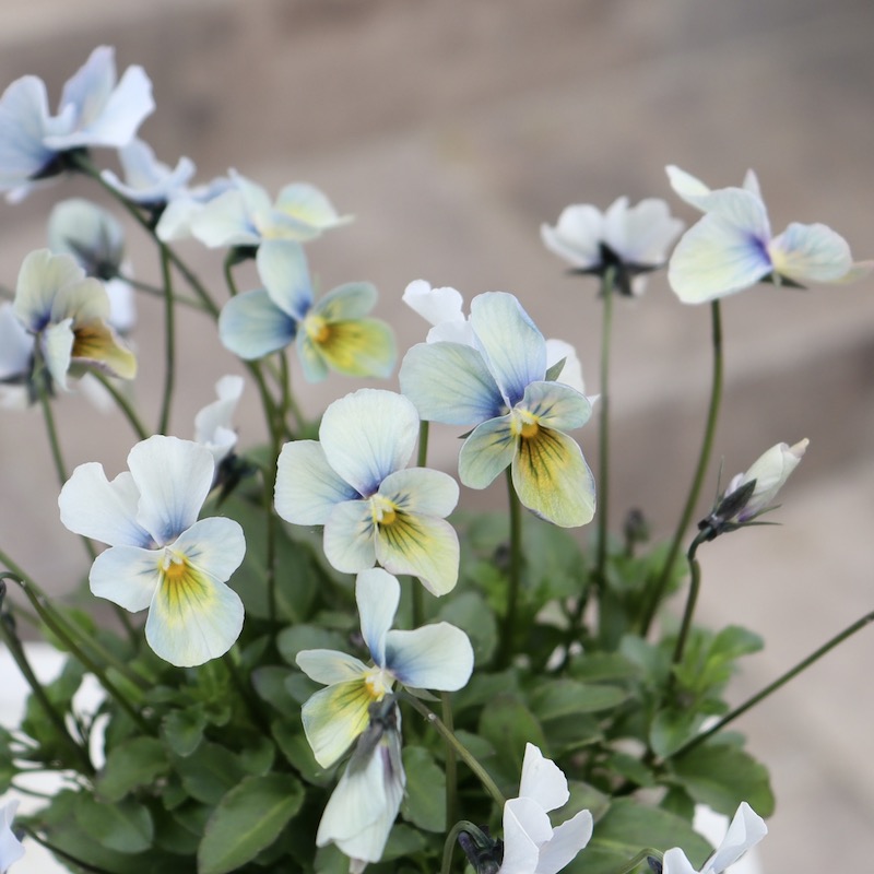 早春の色☆画像の現品1点限り!!うえたビオラ「パピヨンワールド」116番