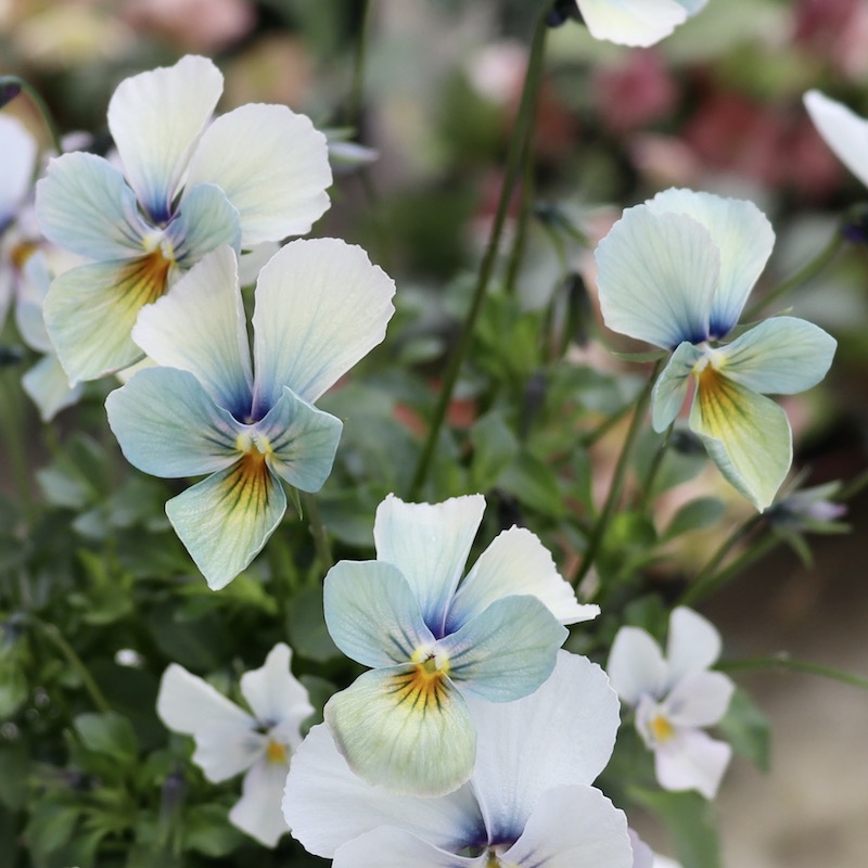 超希少★画像で花弁の色・形を選べる!!うえたビオラ「パピヨンワールド」230番 