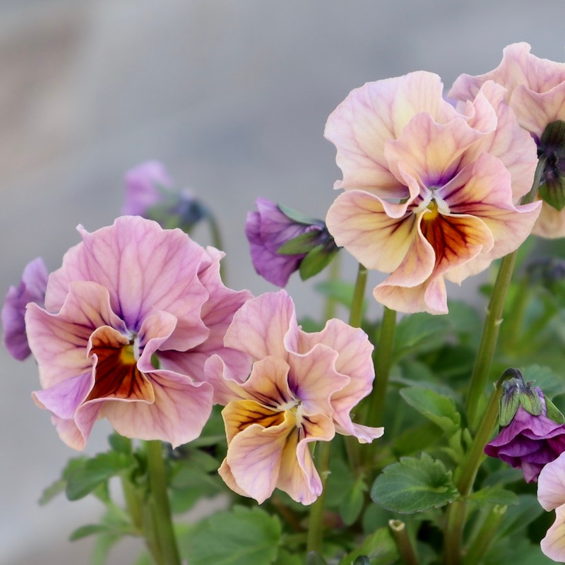 画像で色を選べる!!高知・植田さんのフリル咲きビオラ「マーブル」<34番>