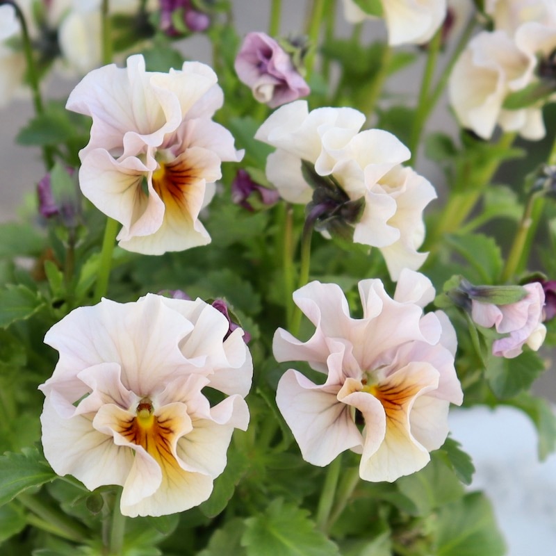 画像で色を選べる!!高知・植田さんのフリル咲きビオラ「マーブル」<40番>