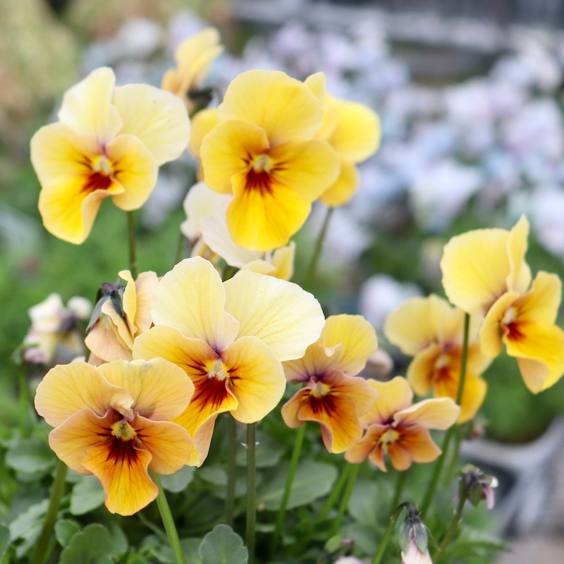 画像で花弁の色・形を選べる!!うえたビオラ「パピヨンワールド」209番