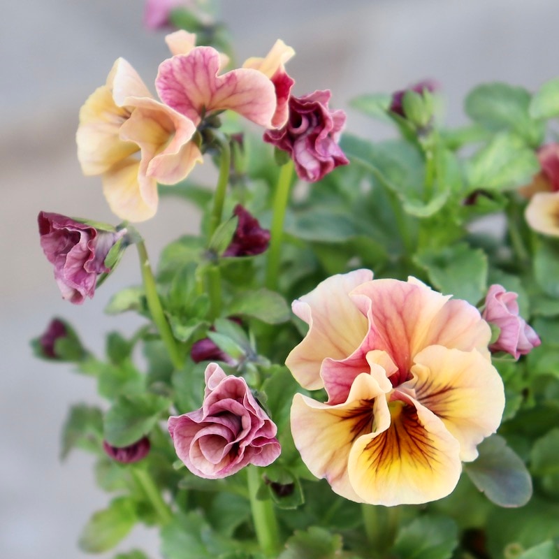 画像の現品1株限り!!うえたビオラ「マーブル」<10番>