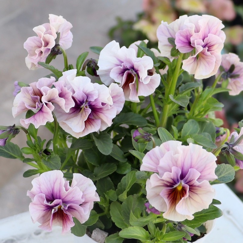 画像の現品1株限り!!うえたビオラ「マーブル」<11番>