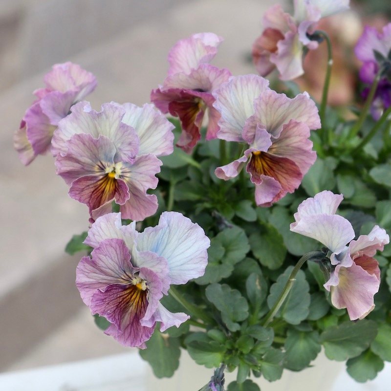 特大☆画像の現品!! 石川園芸さんのビオラ「レディ」スペシャル＜SP33＞