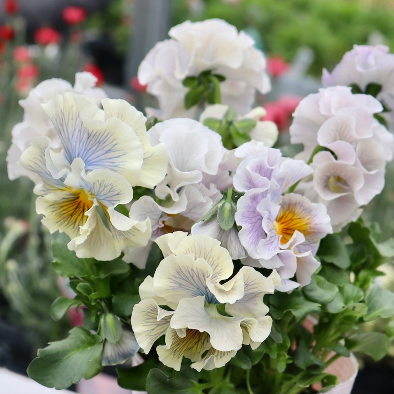 画像の現品1点限り☆Rガーデンさんのアンティークフリルパンジー