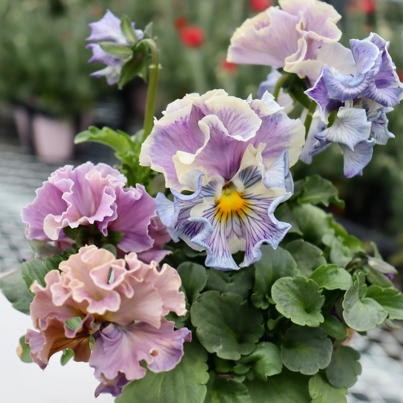 画像の現品1点限り☆Rガーデンさんのアンティークフリルパンジー