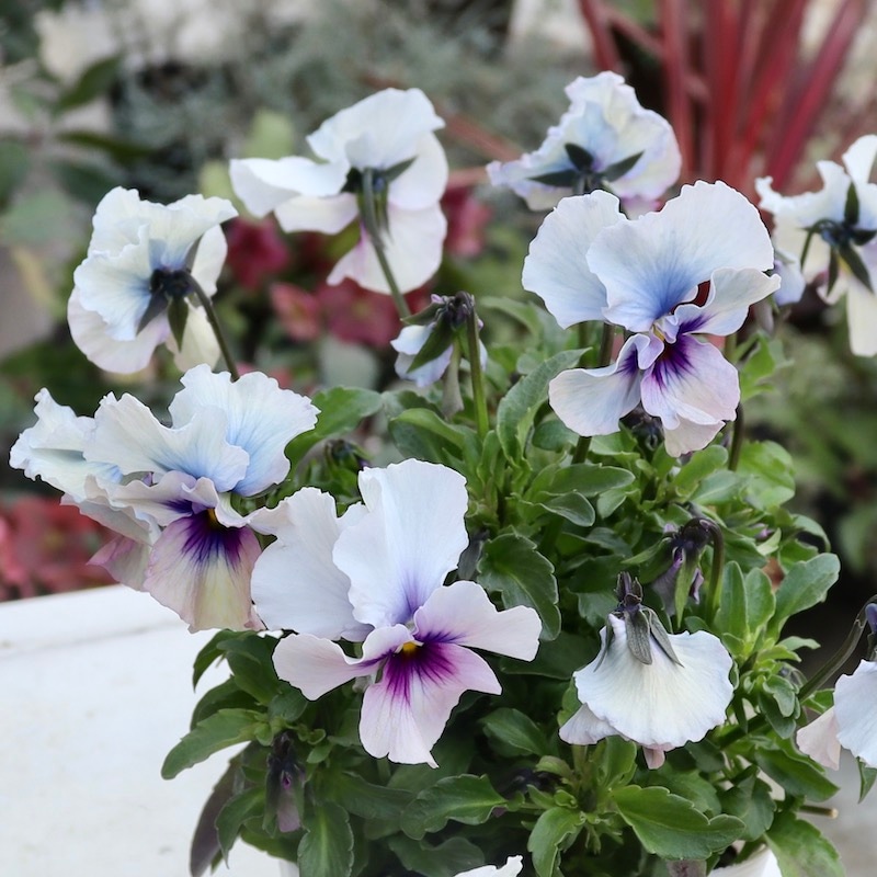 早春の色☆画像の現品1点限り!!うえたビオラ「パピヨンワールド」128番