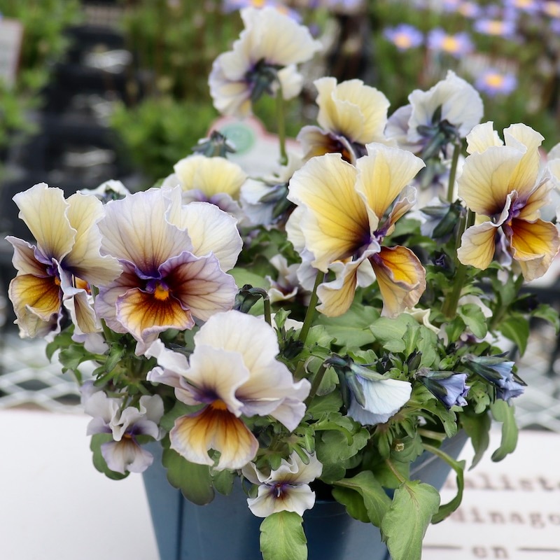 画像で花色を選べる!! サトウ園芸さんのビオラ・ヌーヴェルヴァーグ