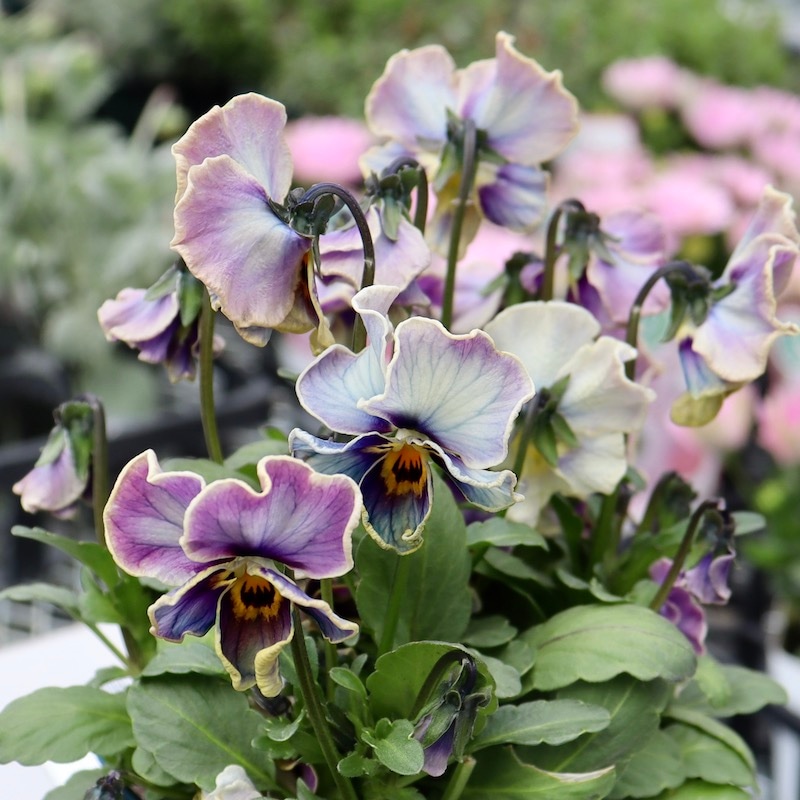 ヌーヴェルヴァーグ・ラピスラズリ 楽天市場】【予約】ビオラ ヌーヴェルヴァーグ ラピスラズリ 4苗セット