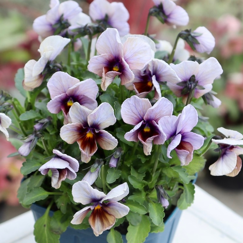 今シーズンのNEW現品1点限り☆サトウ園芸さんのビオラ・ヌーヴェル