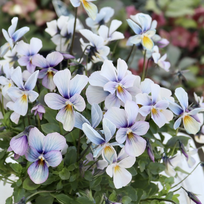 早春の色☆画像の現品1点限り!!うえたビオラ「パピヨンワールド」123番