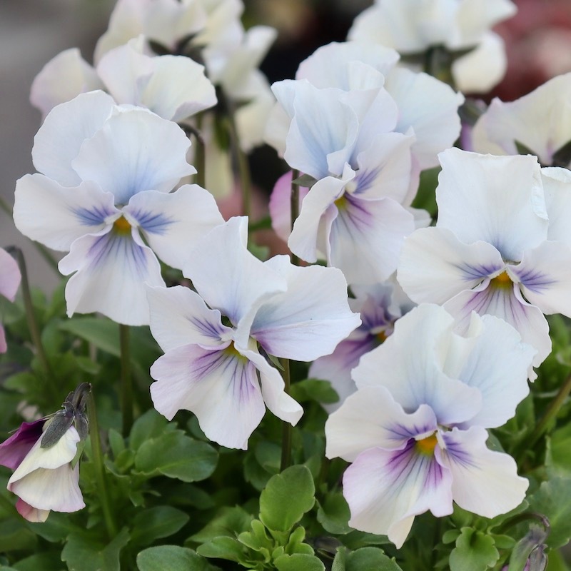 早春の色☆画像の現品1点限り!!うえたビオラ「パピヨンワールド」129番