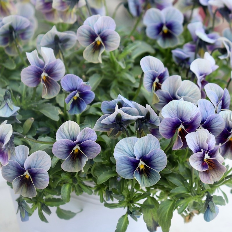 1株のみ☆画像で花色を選べる!! 北島園芸さんの小輪ビオラ「藍月-あい