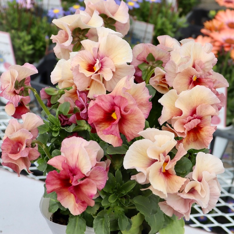 レア品☆画像の現品1点限り!! うえたビオラ 2023年度試験品種〈1-7〉