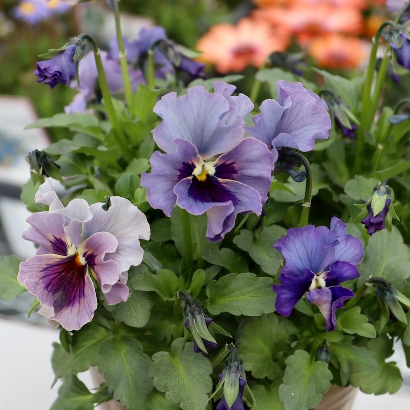 画像の現品!! 石川園芸さんのビオラ「レディ」＜23-27＞