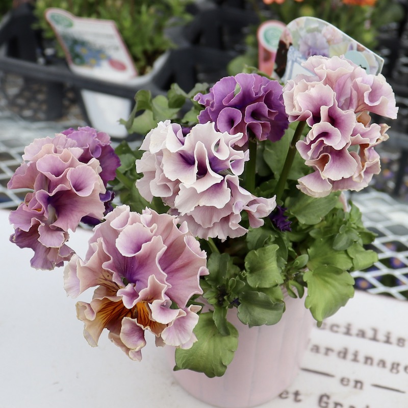 画像の現品1点限り☆Rガーデンさんのアンティークフリルパンジー