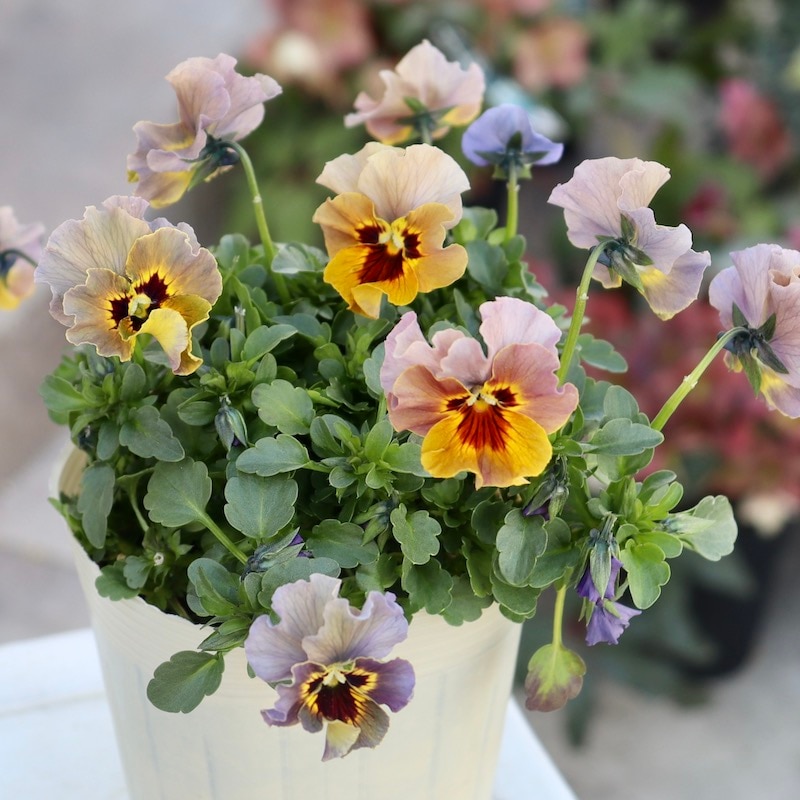 特大☆画像の現品!! 石川園芸さんのビオラ「レディ」スペシャル＜SP39＞