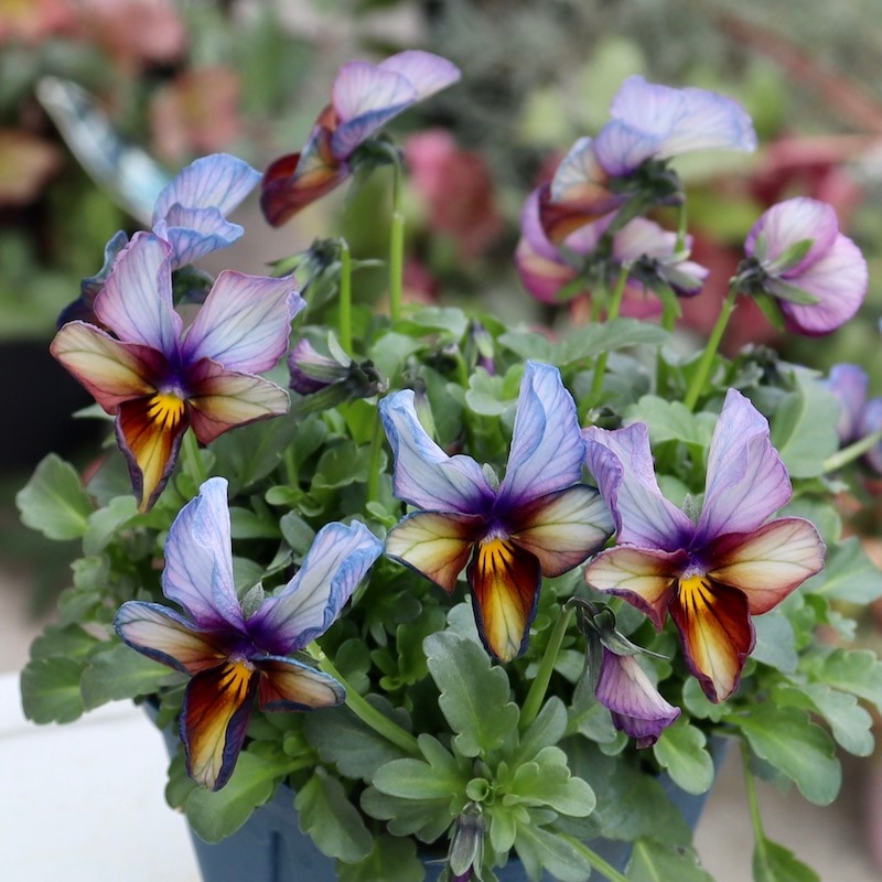 今シーズンのNEW現品1点限り☆サトウ園芸さんのビオラ・ヌーヴェル