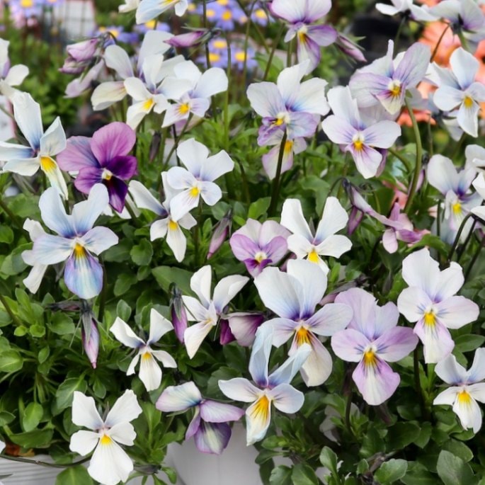 早春の色!!もうすぐ水色に変わる♪☆画像の現品!!うえたビオラ「パピヨンワールド」200番