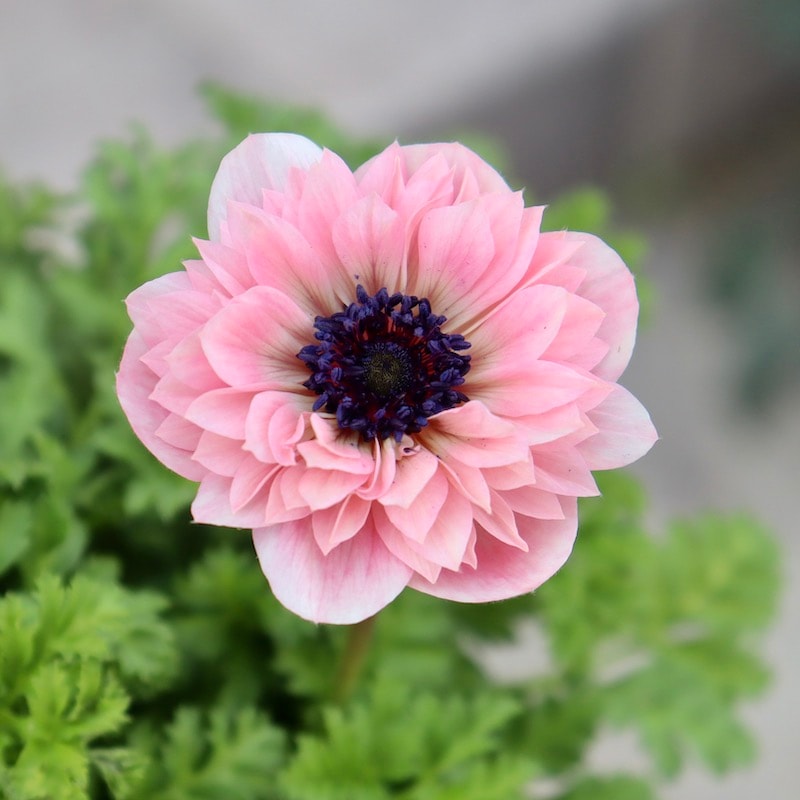 画像の現品1点限り!2024年NEW☆プレミアム八重咲きアネモネ「アンアリス」【5号鉢】5-14番