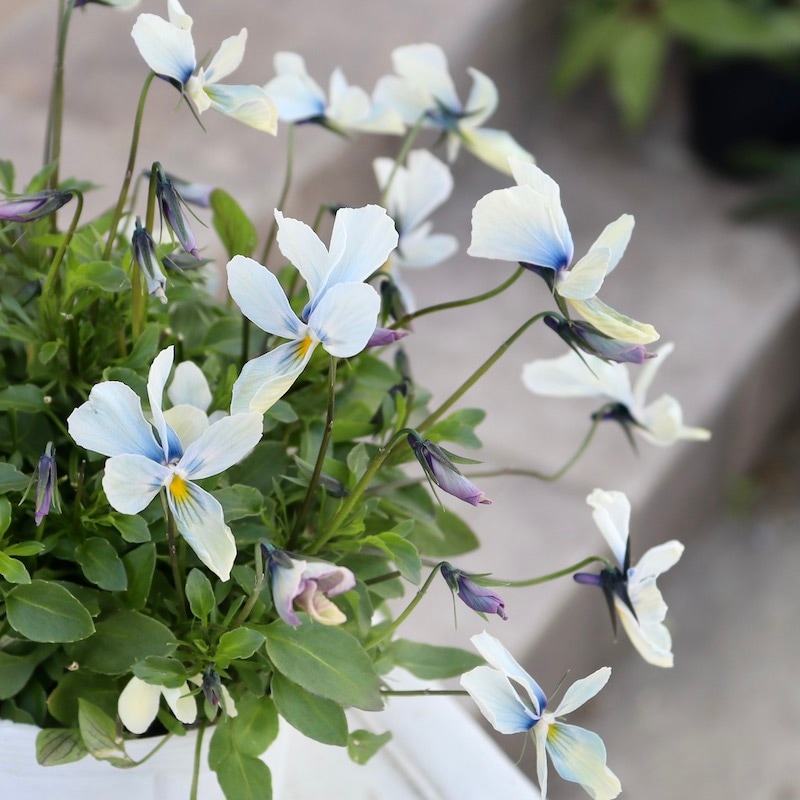 早春の色☆画像の現品1点限り!!うえたビオラ「パピヨンワールド」130番