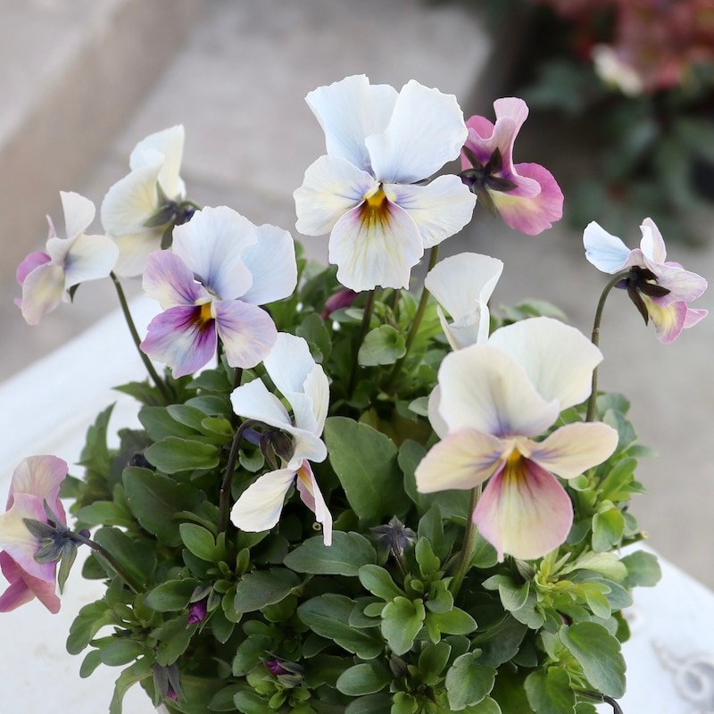 早春の色☆画像の現品1点限り!!うえたビオラ「パピヨンワールド」131番