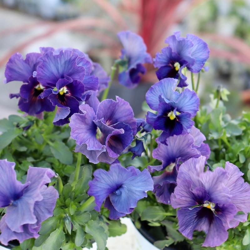 特大の超良株☆画像の現品!! 石川園芸さんのビオラ「レディ