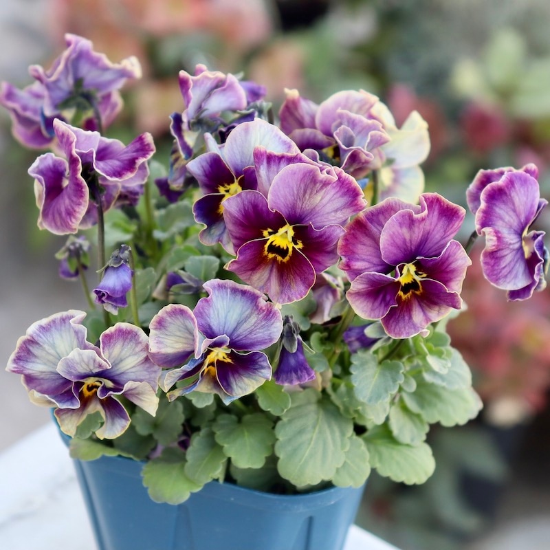 画像の現品1点限り!!サトウ園芸さんのビオラ・ヌーヴェルヴァーグ