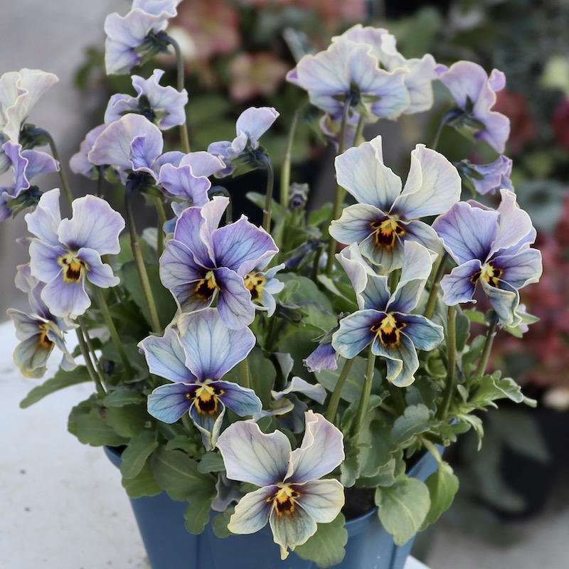 画像の現品1点限り!!サトウ園芸さんのビオラ・ヌーヴェルヴァーグ