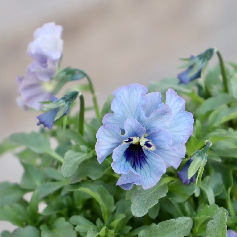 ビオラレディ　ご確認用 画像の現品!! 石川園芸さんのビオラ「レディ」＜23-26＞