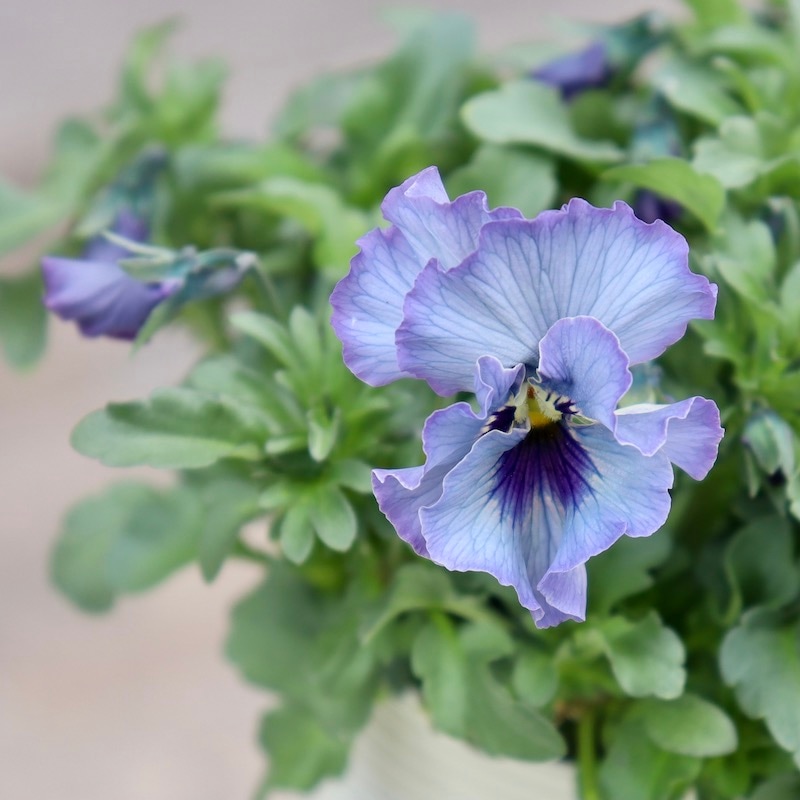 特大☆画像の現品!! 石川園芸さんのビオラ「レディ」スペシャル＜SP45＞