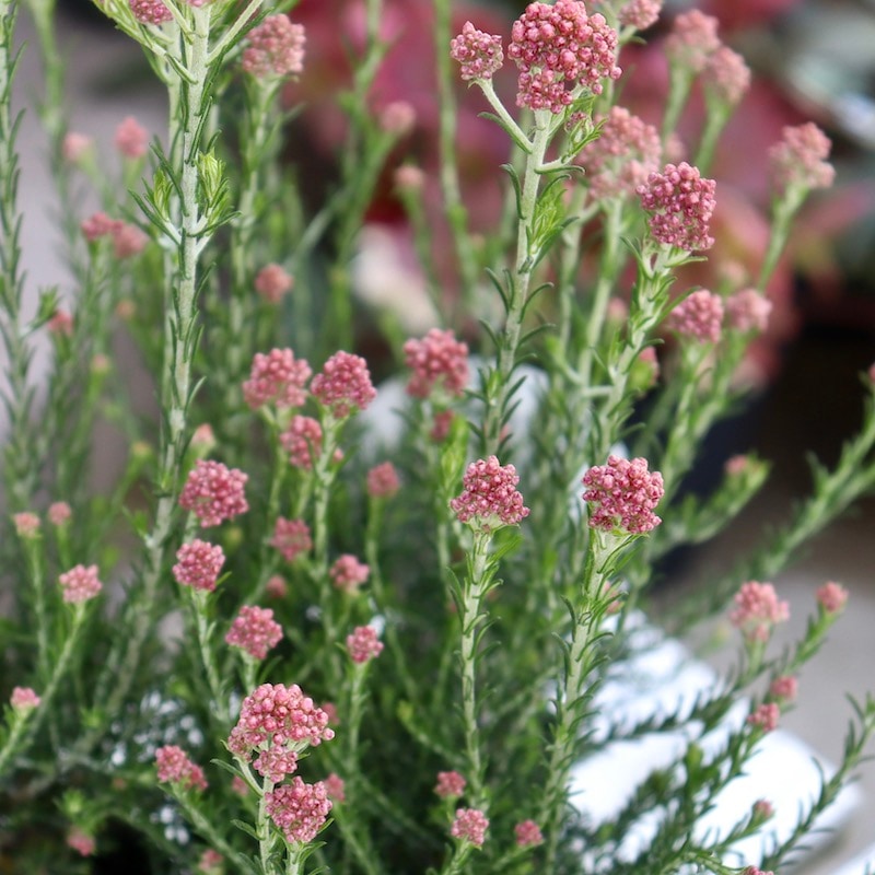 蕾ぎっしりの良株揃い♪ライスフラワー「カシスピンク」