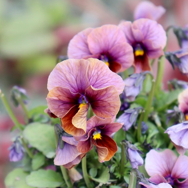 今シーズンのNEW現品1点限り☆サトウ園芸さんのビオラ・ヌーヴェル