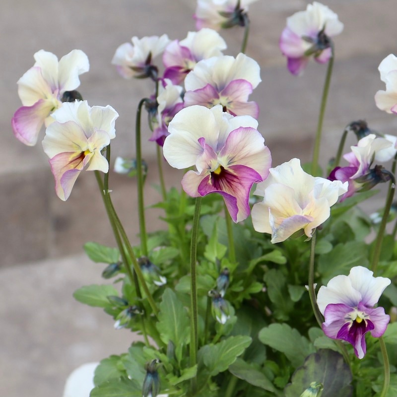 画像の現品1点限り!!吉村さんの花首のより長いビオラ「君待ち」SP-1