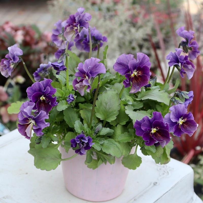 画像の現品1点限り!!吉村さんの花首のより長いビオラ「君待ち」SP-2