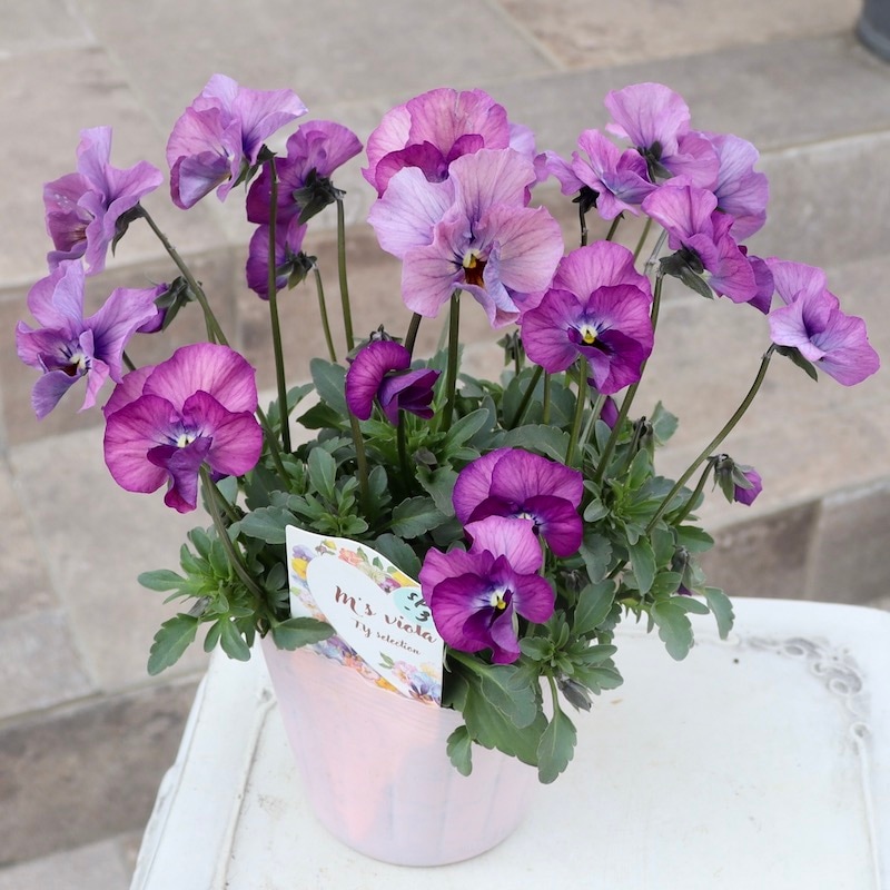 画像の現品1点限り!!吉村さんの花首のより長いビオラ「君待ち」SP-3