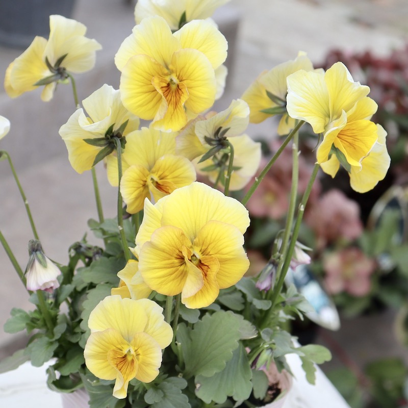 画像の現品1点限り!!吉村さんの花首のより長いビオラ「君待ち」SP-4