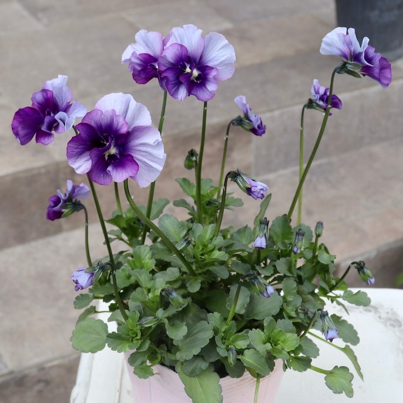 画像の現品1点限り!!吉村さんの花首のより長いビオラ「君待ち」SP-5