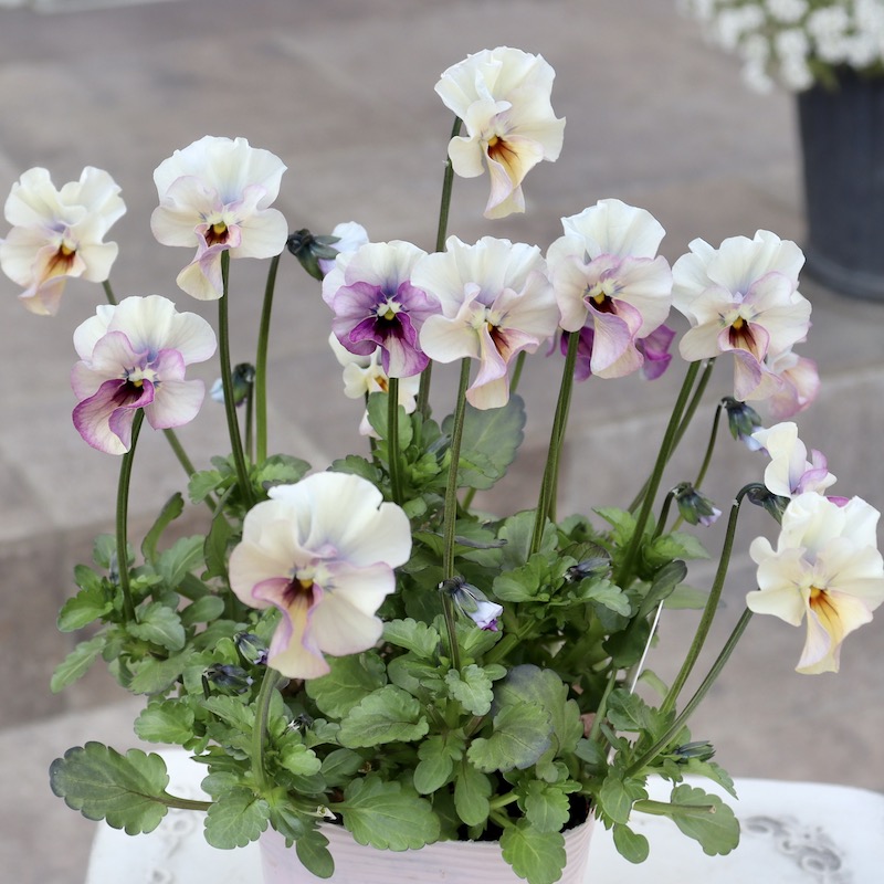 画像の現品1点限り!!吉村さんの花首のより長いビオラ「君待ち」SP-6