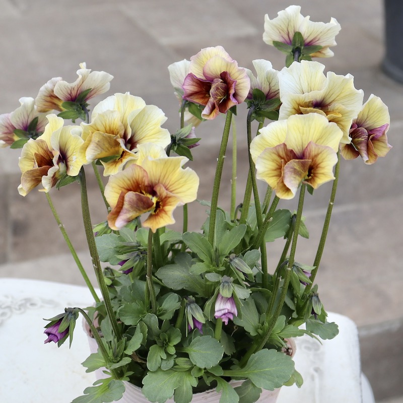 画像の現品1点限り!!吉村さんの花首のより長いビオラ「君待ち」SP-7