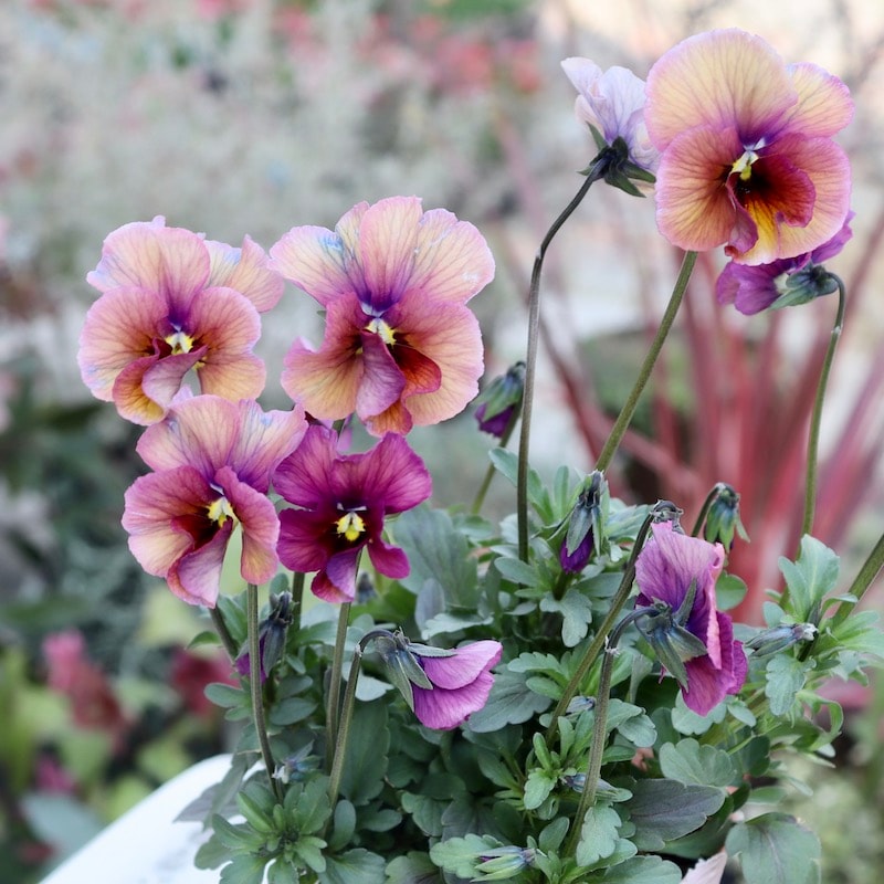 画像の現品1点限り!!吉村さんの花首のより長いビオラ「君待ち」SP-9