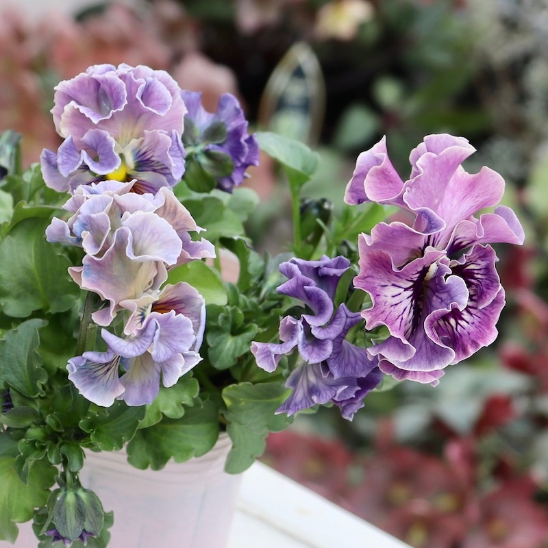 ラスト!!画像の現品1点限り☆Rガーデンさんのアンティークフリル