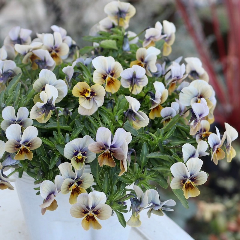 花様確認用 さくら様 2025年最新】ゼクス さくらの人気アイテム - メルカリ