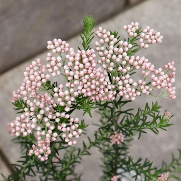 寄せ植えにもおすすめ♪ライスフラワー「ホットピンク」