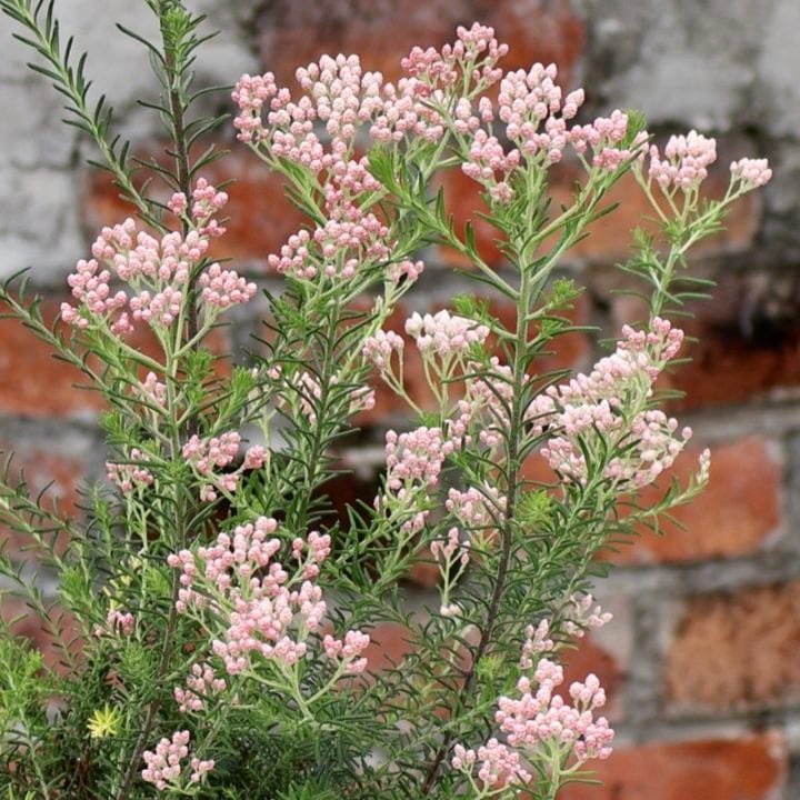 ボリューム満点花芽ぎっしりの特大株♪ライスフラワー「ホットピンク」(3.5号ロング鉢)