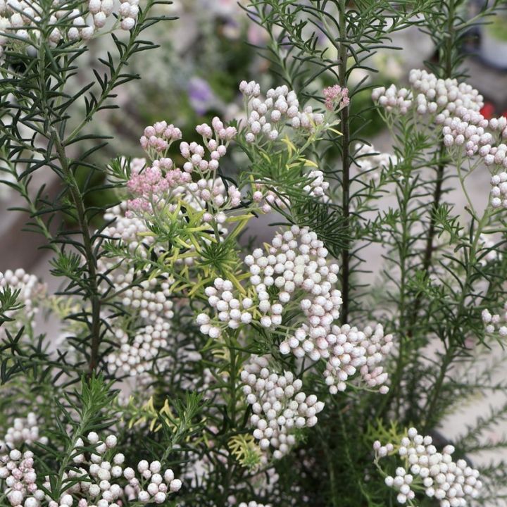 ボリューム満点花芽ぎっしりの特大株♪ライスフラワー「ホットピンク」(3.5号ロング鉢)