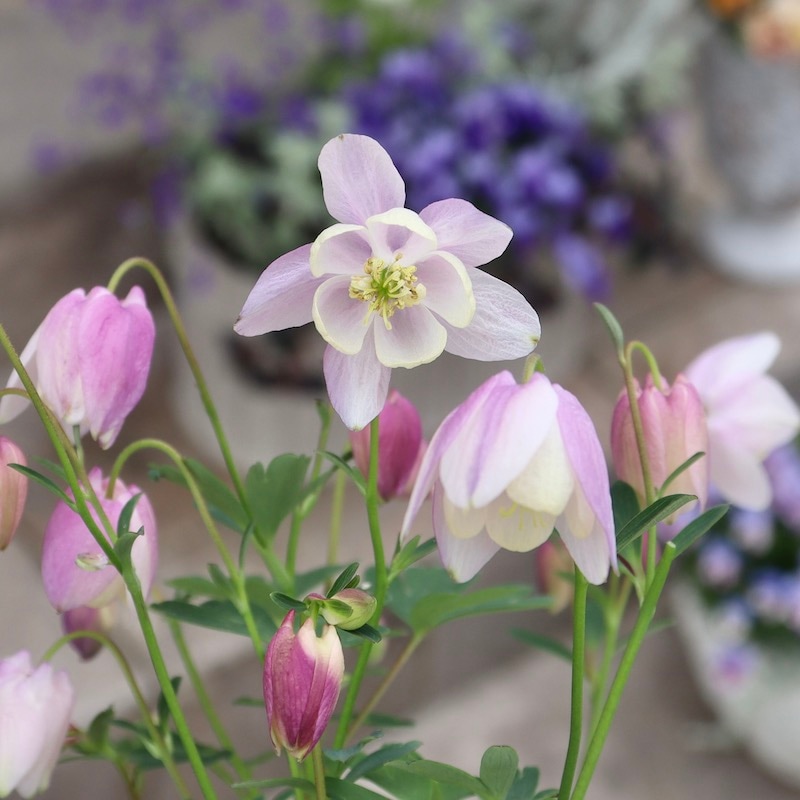 画像でざっくりの花色を選択可能♪姫おだまき(ミニチュア アクレギア) 4番