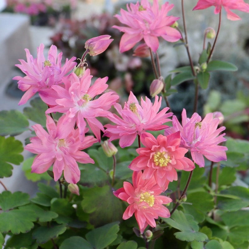 八重咲き♪西洋オダマキ・クレメンタイン「アプリコットピンク」1番