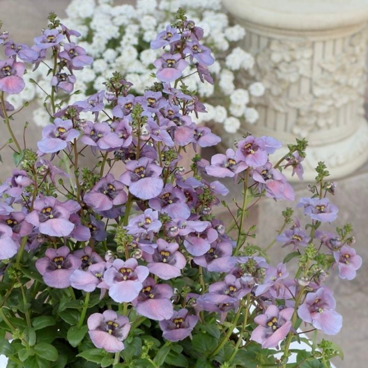 魅惑のアンティークカラー☆ディアスシア・ダンス「デニム」(3.5号ポット)