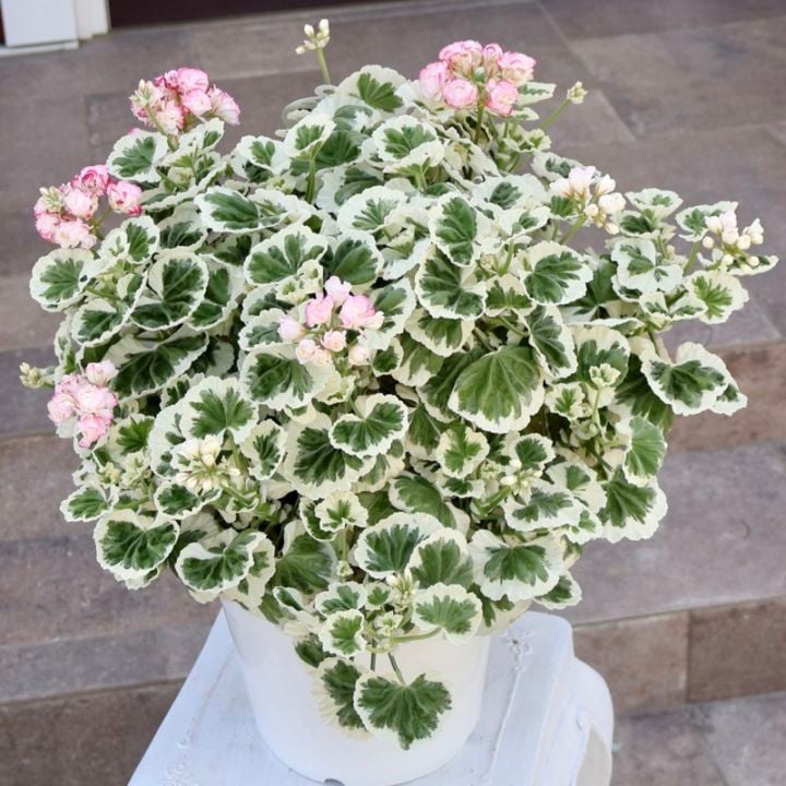《驚愕!! 直径50㎝☆6枚目までの現品!! 》八重咲きゼラニウム・アップルブロッサム「ホワイトウェディング」【7号鉢】No.1